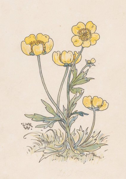 Main Product Photo of Boterbloemen  Painting by Willem Wenckebach