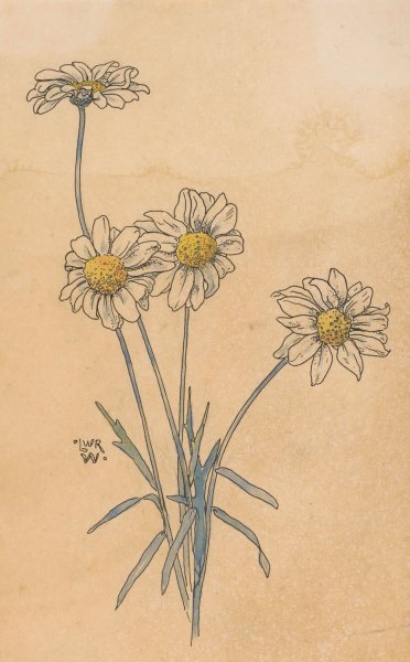 Main Product Photo of Witte margrieten  Painting by Willem Wenckebach
