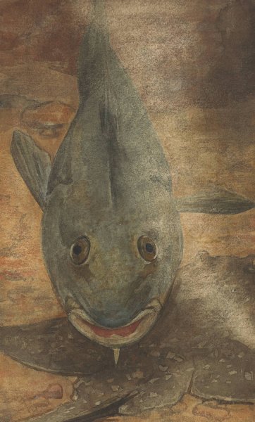Main Product Photo of Vis van voren gezien  Painting by Willem Witsen
