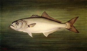 Blue Fish Oil painting by William Aiken Walker