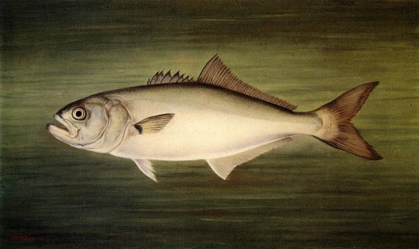 Blue Fish by William Aiken Walker - Hand-Painted Oil Painting Reproduction