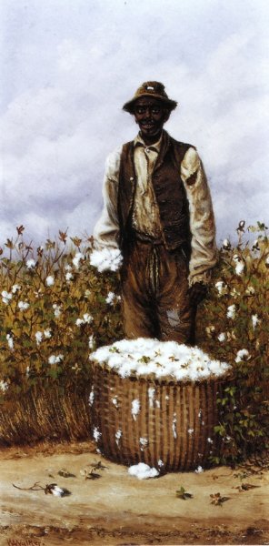 Negro Man in Cotton Field with Basket of Cotton