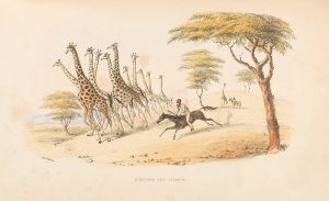 The wild sports of Southern Africa by William Cornwallis Harris Oil Painting