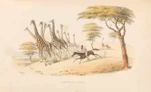 The wild sports of Southern Africa by William Cornwallis Harris Oil Painting