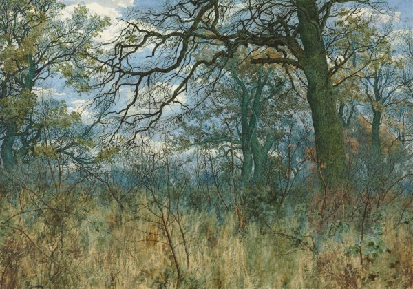 Main Product Photo of Trees and Undergrowth  Painting by William Fraser Garden