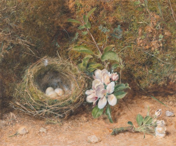 Bird's Nest with Sprays of Apple Blossoms  by William Henry Hunt - Hand-Painted Oil Painting Reproduction