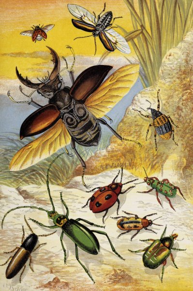 Coleoptera  by William Houghton - Hand-Painted Oil Painting Reproduction