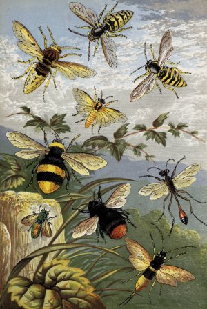 Hymenoptera by William Houghton Oil Painting