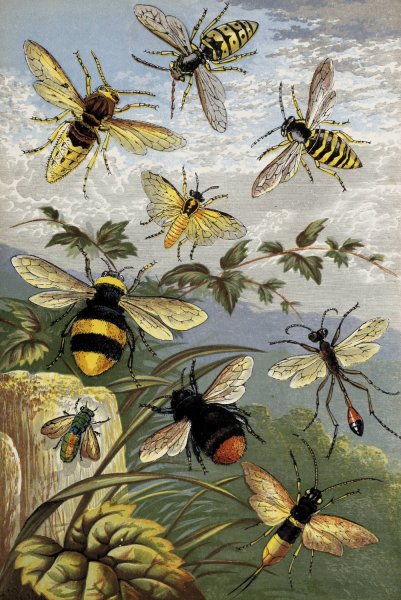 Hymenoptera  by William Houghton - Hand-Painted Oil Painting Reproduction