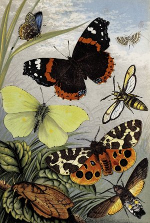 Lepidoptera by William Houghton Oil Painting