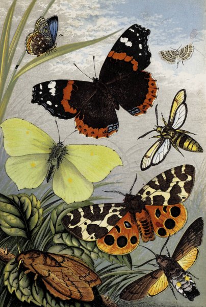 Main Product Photo of Lepidoptera  Painting by William Houghton