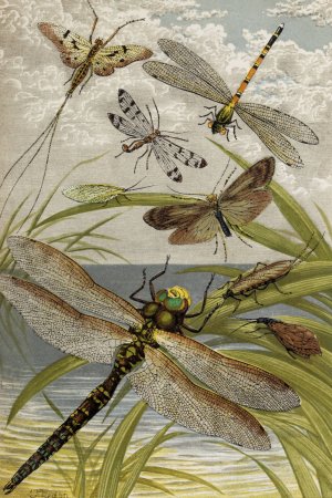 Neuroptera by William Houghton Oil Painting