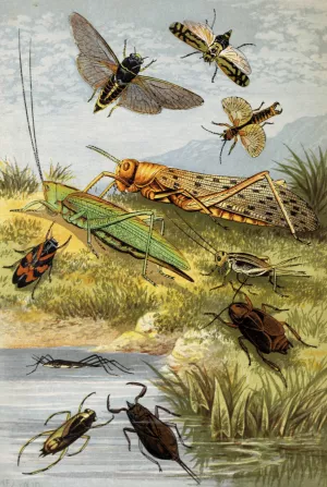 Rhyncota Orthoptera Oil painting by William Houghton