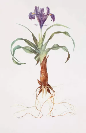 Iris alata by William Rickatson Dykes Oil Painting