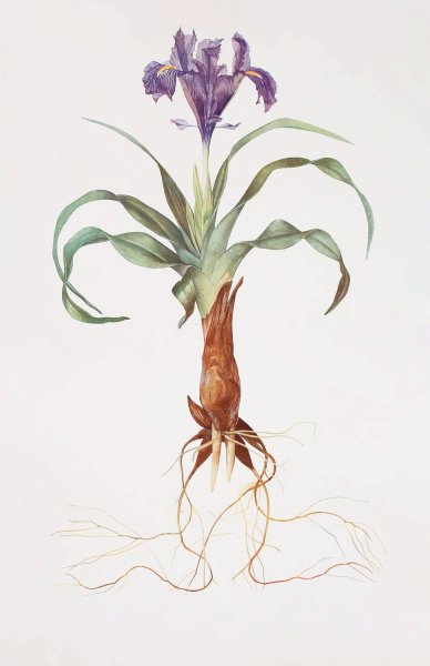Main Product Photo of Iris alata  Painting by William Rickatson Dykes