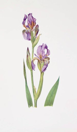 Iris Alberti by William Rickatson Dykes Oil Painting