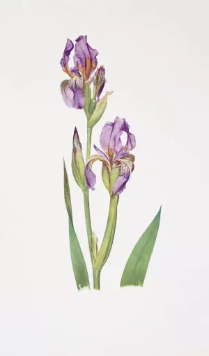 Iris Alberti Oil painting by William Rickatson Dykes