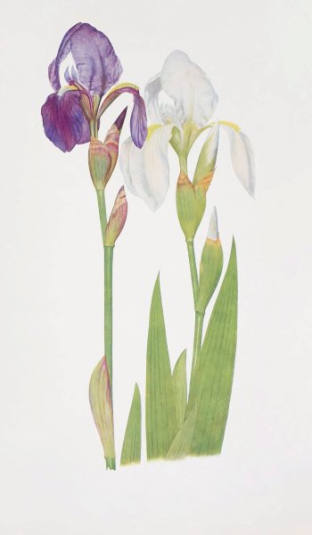 Iris albicans and Iris Madonna  by William Rickatson Dykes - Hand-Painted Oil Painting Reproduction