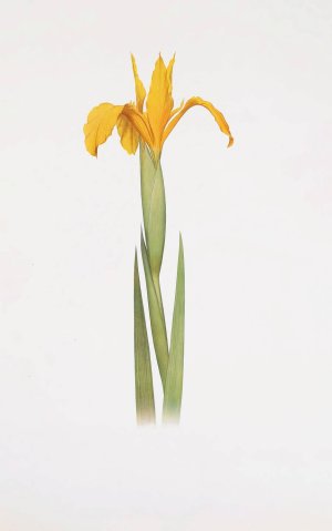 Iris aurea by William Rickatson Dykes Oil Painting