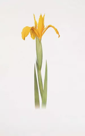 Iris aurea by William Rickatson Dykes Oil Painting