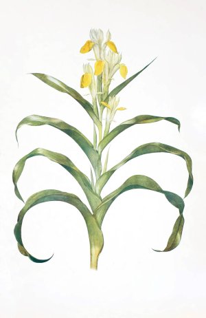 Iris bucharica by William Rickatson Dykes Oil Painting