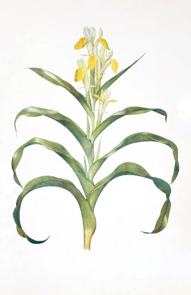 Iris bucharica  by William Rickatson Dykes - Hand-Painted Oil Painting Reproduction