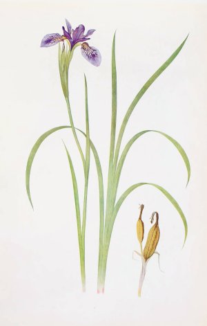 Iris Bulleyana by William Rickatson Dykes Oil Painting