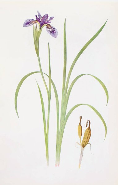 Iris Bulleyana  by William Rickatson Dykes - Hand-Painted Oil Painting Reproduction