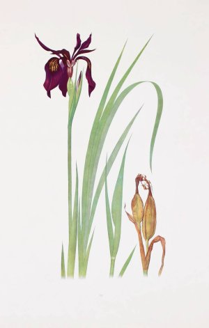 Iris chrysographes by William Rickatson Dykes Oil Painting