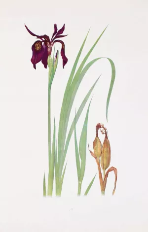 Iris chrysographes by William Rickatson Dykes Oil Painting