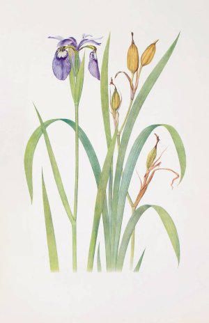 Iris Clarkei by William Rickatson Dykes Oil Painting