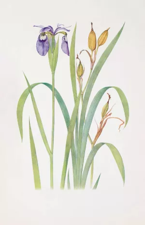 Iris Clarkei by William Rickatson Dykes Oil Painting