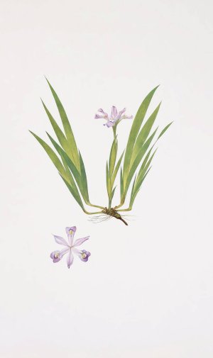 Iris cristata by William Rickatson Dykes Oil Painting