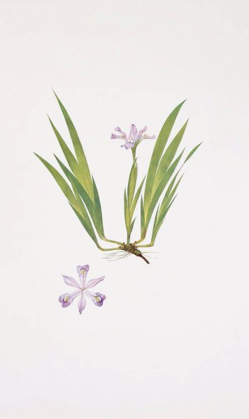 Iris cristata  by William Rickatson Dykes - Hand-Painted Oil Painting Reproduction