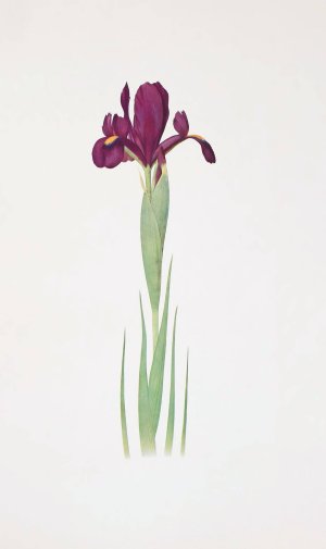 Iris filifolia by William Rickatson Dykes Oil Painting