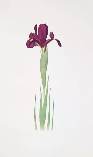 Iris filifolia by William Rickatson Dykes Oil Painting