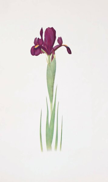 Iris filifolia  by William Rickatson Dykes - Hand-Painted Oil Painting Reproduction