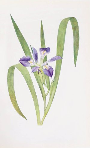Iris foliosa by William Rickatson Dykes Oil Painting
