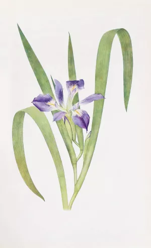 Iris foliosa by William Rickatson Dykes Oil Painting