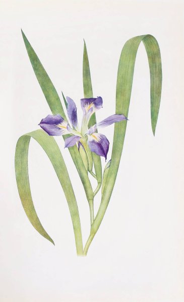 Iris foliosa  by William Rickatson Dykes - Hand-Painted Oil Painting Reproduction
