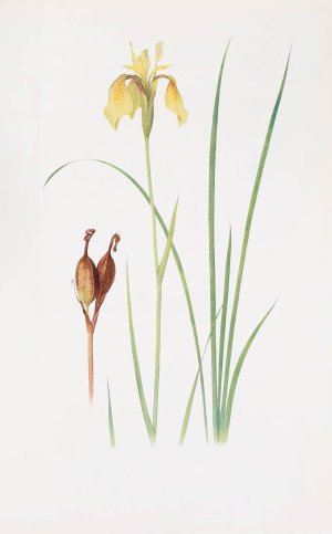 Iris Forrestii by William Rickatson Dykes Oil Painting