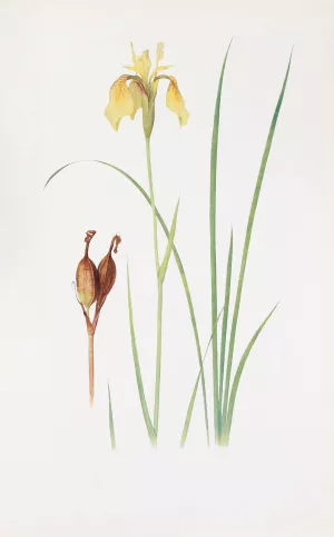 Iris Forrestii by William Rickatson Dykes Oil Painting