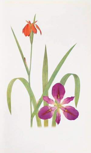 Iris fulva and Iris fulvala by William Rickatson Dykes Oil Painting