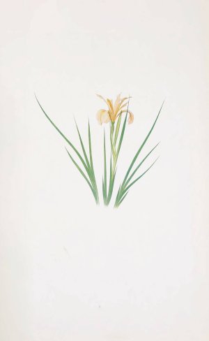 Iris Hartwegii by William Rickatson Dykes Oil Painting