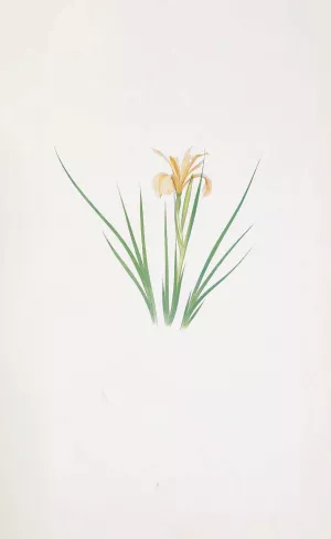Iris Hartwegii Oil painting by William Rickatson Dykes