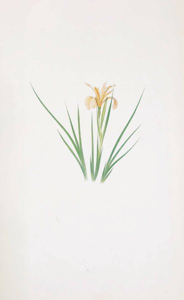 Iris Hartwegii  by William Rickatson Dykes - Hand-Painted Oil Painting Reproduction