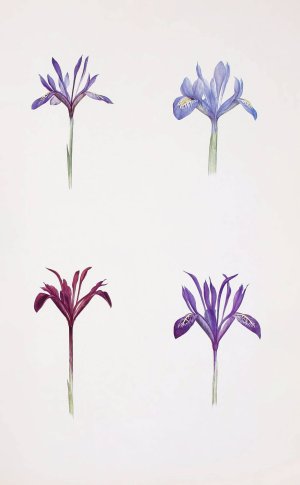 Iris histrio and Iris histrioides by William Rickatson Dykes Oil Painting