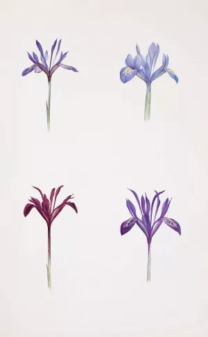 Iris histrio and Iris histrioides by William Rickatson Dykes Oil Painting