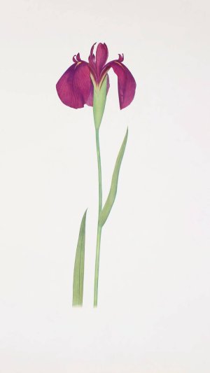 Iris Kaempferi by William Rickatson Dykes Oil Painting