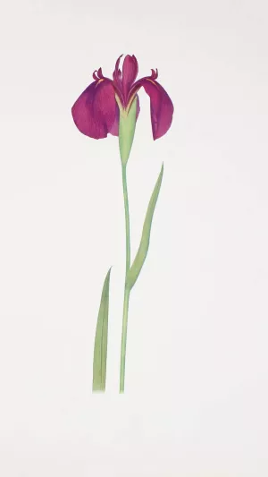 Iris Kaempferi by William Rickatson Dykes Oil Painting